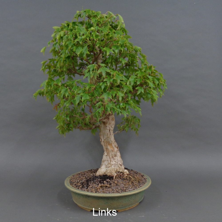 Acer buergerianum links